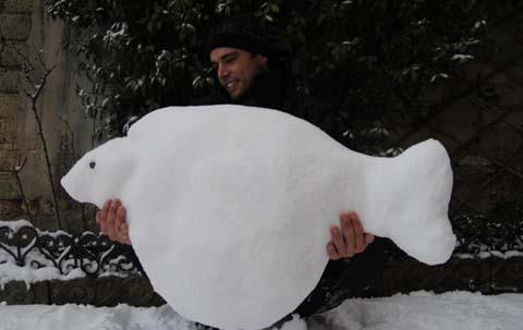 gigantii  albi - snow-carp-480.jpg